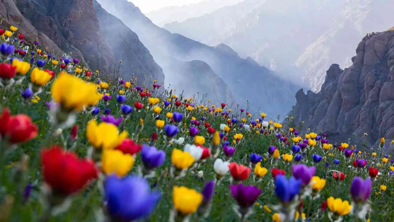 फूलों की घाटी में रंगीन अल्पाइन फूल